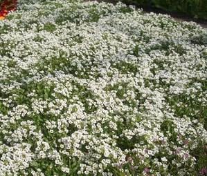 Alyssum Carpet of Snow Nice Garden Flower by Seed Kingdom 2,000 Seeds