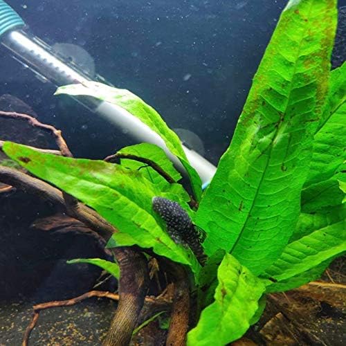 (Java Fern (Medium)) Anubias, Java Fern, Moss and more! Freshwater Live Aquarium Plants on Driftwood for Aquatic Tropical Fish Tank Decorations - Easy for Beginner by Greenpro