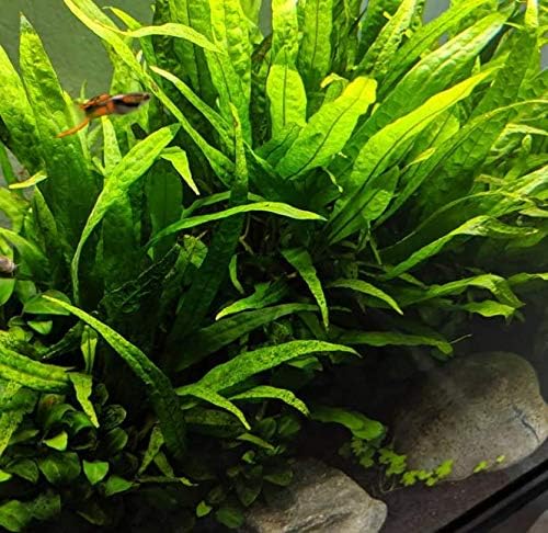 (20+ Leaves) Microsorum Pteropus Java Fern Live Aquarium Plant Tall Bunch Aquatic Fish Tank Decoration
