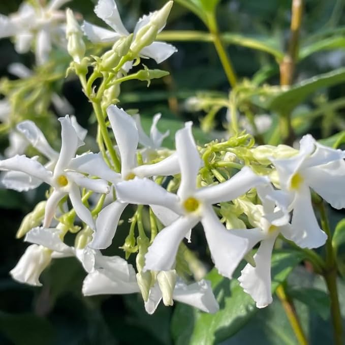 2 Green Confederate Star Jasmine Plants Live, Climbing Jasmine Indoor Outdoor Live, Fragrant, 5-9" in Tall, No Pot, Hardy and Fast-Growing