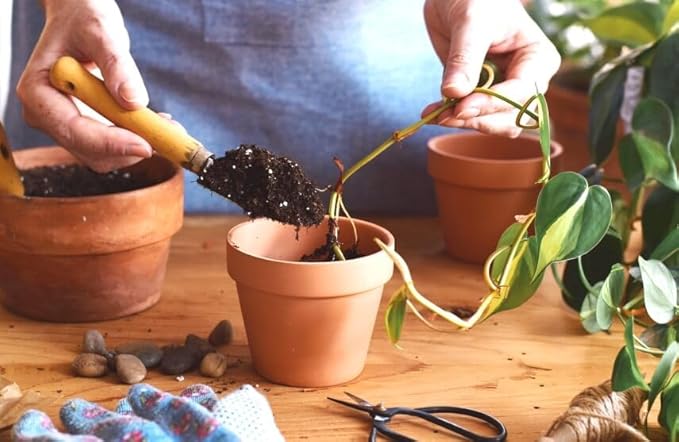 GARDENERA Epipremnum Plant Potting Soil - Enhance Foliage and Health with Professional Grade Nutrient-Rich Mix - 3 Quart