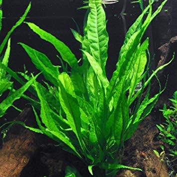 Texas Aquarium Plant Bundle - 20 Species Live Aquarium Plants Package