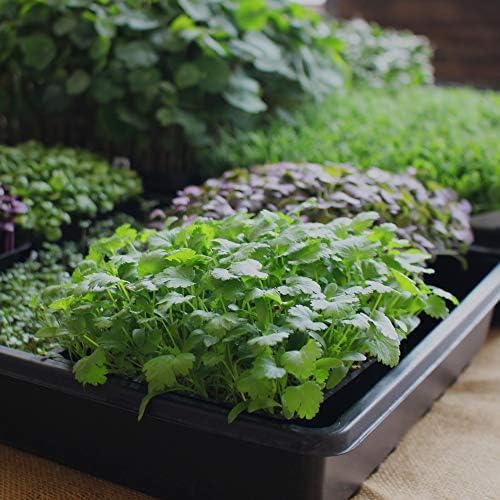 Minute Soil Bulk Coconut Coir Block 2-Pack ā OMRI Listed for Organic Use ā Compressed Growing Medium Expands with Water ā Indoor & Outdoor Gardening Soil Alternative