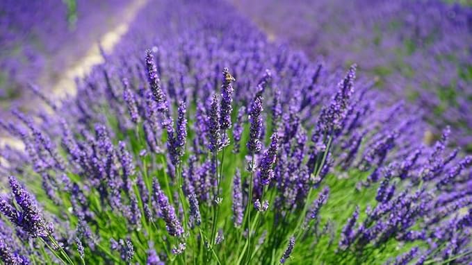 Gardenera Organic Lavender Soil Blend - Enhance The Beauty and Aroma of Your Garden - 20 QUARTS