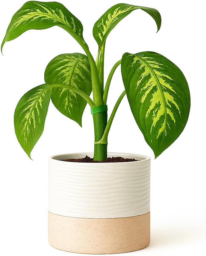 Self Watering Ceramic Plant Pots β 6 Inch White Planter with Drainage Hole & Water Storage for Succulents & Modern Indoor House Plants (White & Beige, 6" Wide)