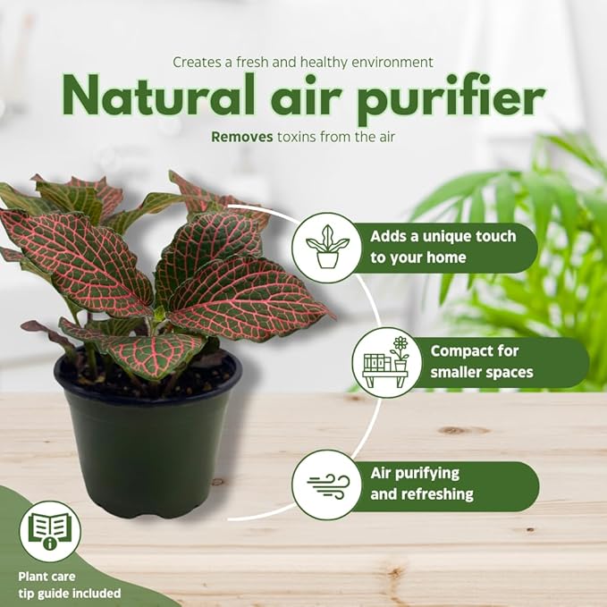 BubbleBlooms Red Fittonia Albivenis Nerve Plant in a 4 inch Pot Silver Net Leaf, Mosaic Jewel Creeping Indoor Plant verschaffeltii