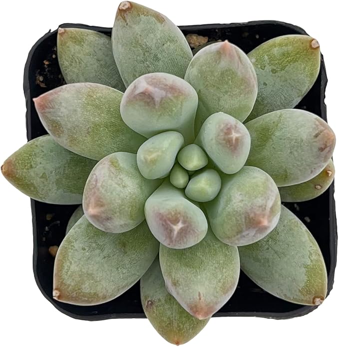 2" Rare Succulent x Pachyveria 'Angel's Finger', Live Succulents Plants Fully Rooted in Grower Pots, Unique Gift for Wedding Favor, Party Favor