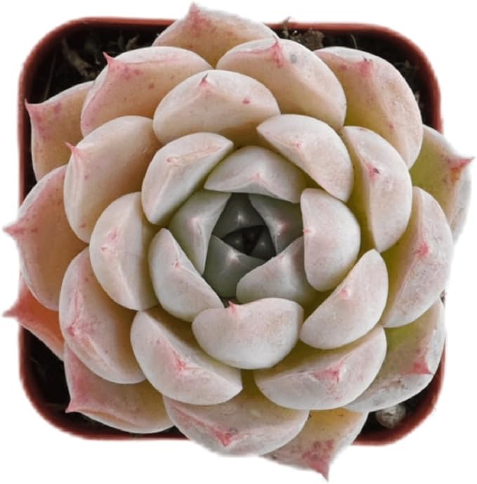 2" Rare Succulent Echeveria 'Perfume Taro', Live Succulents Plants Fully Rooted in Grower Pots, Unique Gift for Wedding Favor, Party Favor