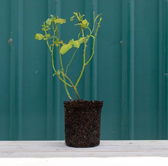 Heirloom Roses David Austin Rose Plant - Gentle Hermione® Pink Rose Bush, Live Plant for Planting Outdoors