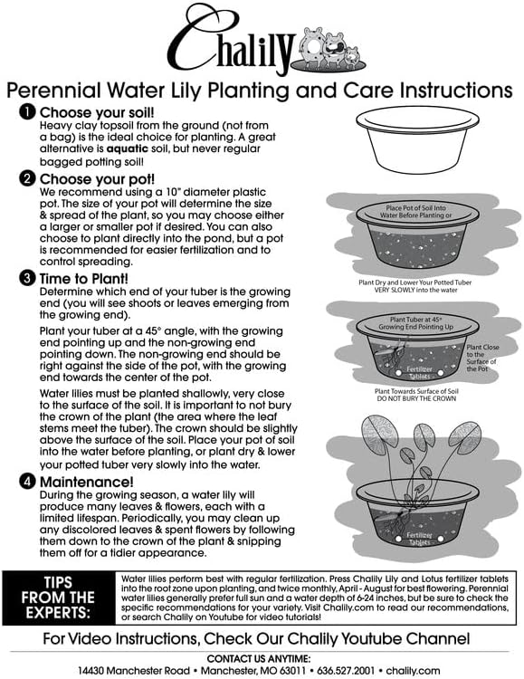 Rembrandt Live Perennial Water Lily Perfect Pond Plant Pre Grown Bare Root Waterlily Outdoor Koi Pond or Container Ponds Lillies pregrown Lilly pad