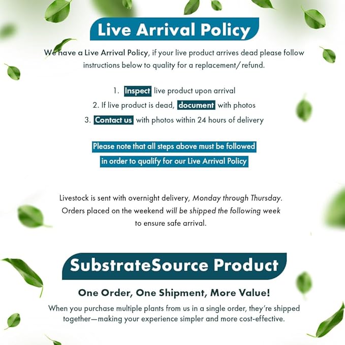 SubstrateSource Live Plants – Chai Hygrophila (Hygrophila lancea 'Chai') – Medium to High Light, Pink and Reddish Accent Aquatic Plant, Midground Placement – Stem Growth – Pot – 1 Pack