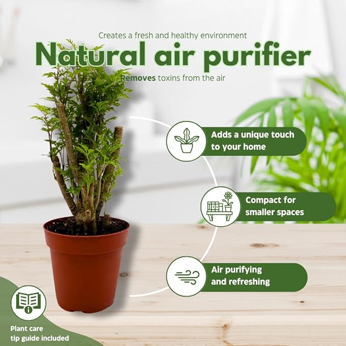 BubbleBlooms Aralia Ming Bonsai Stump Plant Polyscias fruticosa in a 4 inch Pot