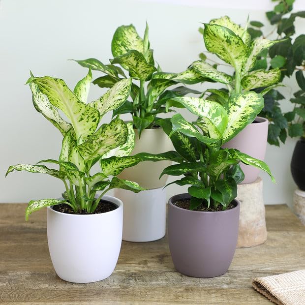 Gardenera Premium DIEFFENBACHIA Potting Soil Mix - Ideal for Growing Robust and Healthy Dieffenbachia - 20 Quart