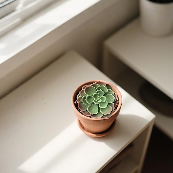 2Pcs Artificial Succulent Plants, Lotus Flower Realistic Fake Succulents, Fake Plant for Garden Arrangement Decor, Autumn