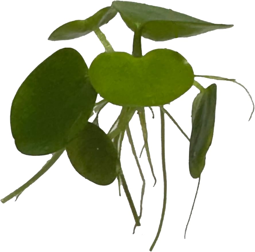 12 Amazon Frogbit (Limnobium Laevigatum), Live Aquarium/Aquatic Floating Plant by TMD Fishkeeping