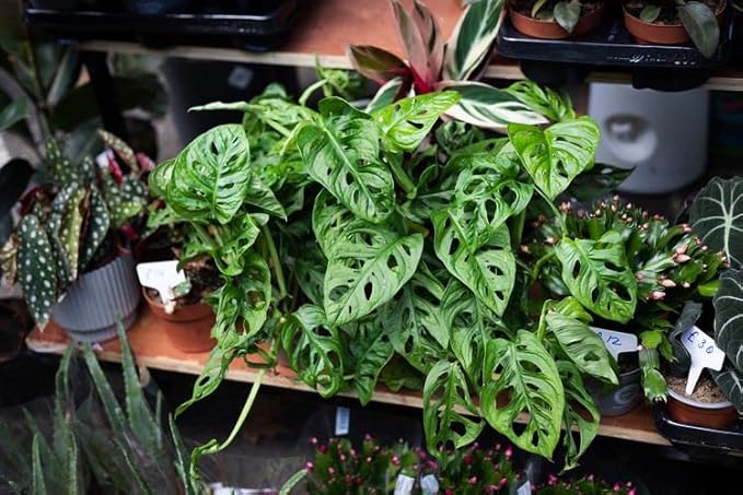 GARDENERA Organic Potting Soil for Tomato Plants - 3 Quart - Hand-Mixed with Natural Ingredients for Optimal Growth and Nutrient Retention