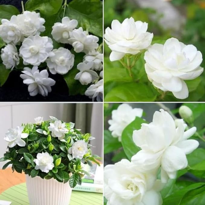 2 Orleans Sambac Jasmine Plants Live, Climbing Jasmine Indoor Outdoor Live, Fragrant, 5-9" in Tall, No Pot, Hardy and Fast-Growing