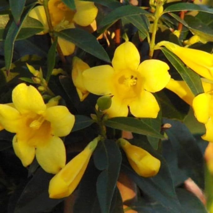 2 Jasmine Plants Live, Jasmine Flower Plant, 5 Inc Long, Annual Blooming Climbing Vine (Yellow)