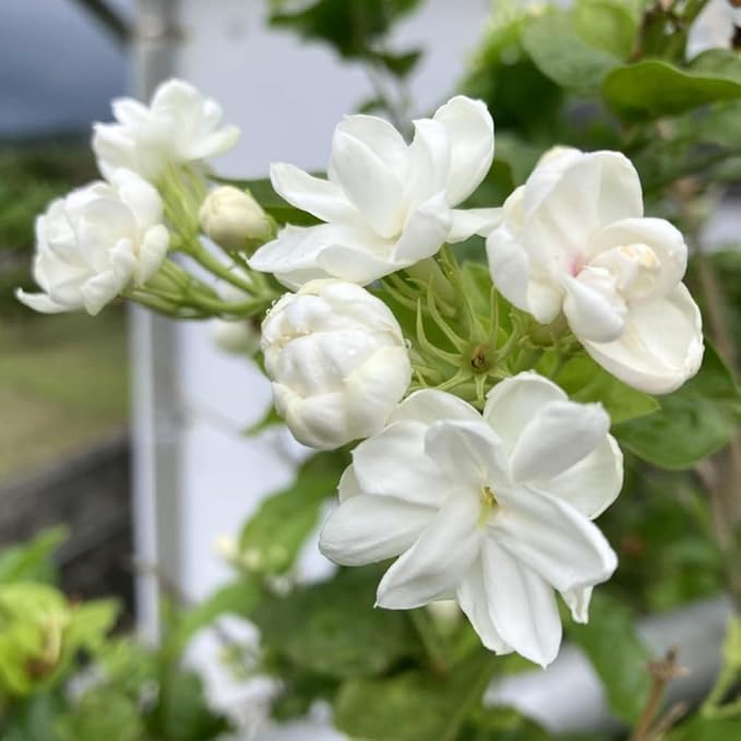 2 Jasmine Plants Live, Jasmine Flower Plant, 5 Inc Long, Annual Blooming Climbing Vine (Maid of Orleans Arabian)