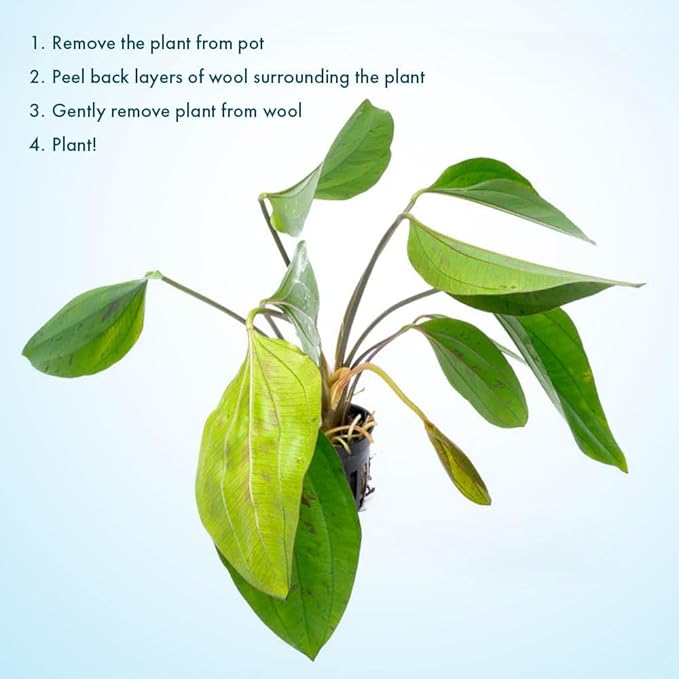 SubstrateSource Live Plants - Echinodorus cordifolius 'Hybrid' - Medium Light, Bright Green Accent for Background Freshwater Aquascaping in Community or Biotope Planted Aquarium - Pot