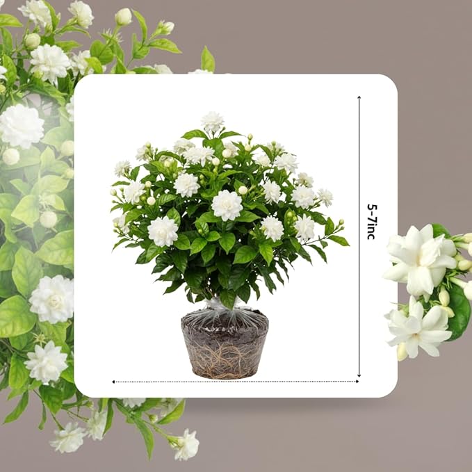 2 Maid of Orleans Jasmine Plant Indoor Live, 5 to 7 Inc Tall, Climbing Jasmine Live Plant Gardening