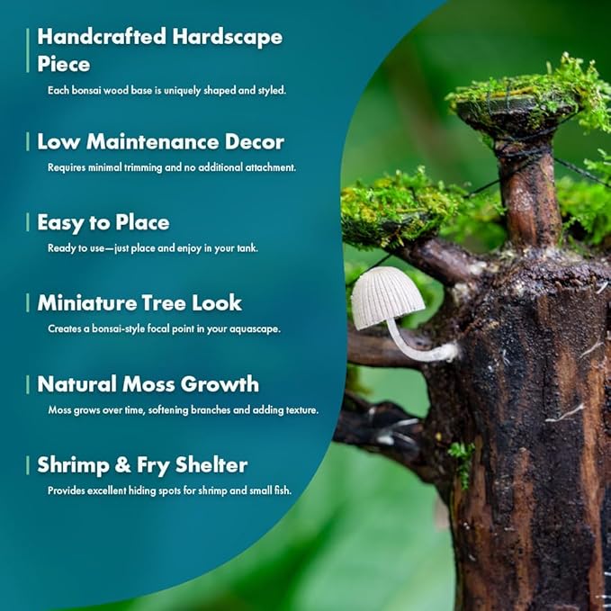 SubstrateSource Live Planted Bonsai - Java Moss on Bonsai Driftwood - Bright Green Aquascaping Decor for Freshwater Aquariums - Large