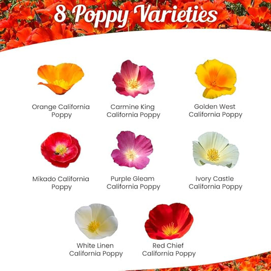 Parade of Poppy Wildflower Seeds - 1oz, Open-Pollinated Flower Seed Mix Packets, No Fillers, Annual, Perennial Wildflower Seeds, Year Round Planting - 1 oz