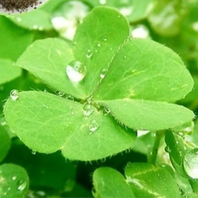 3 Pack Freshwater Aquarium Decor, Easy Growing Dwarf Carpet for Fish Tank/Terrarium, Natural Aquatic Plant Growth Material (Lucky Grass)