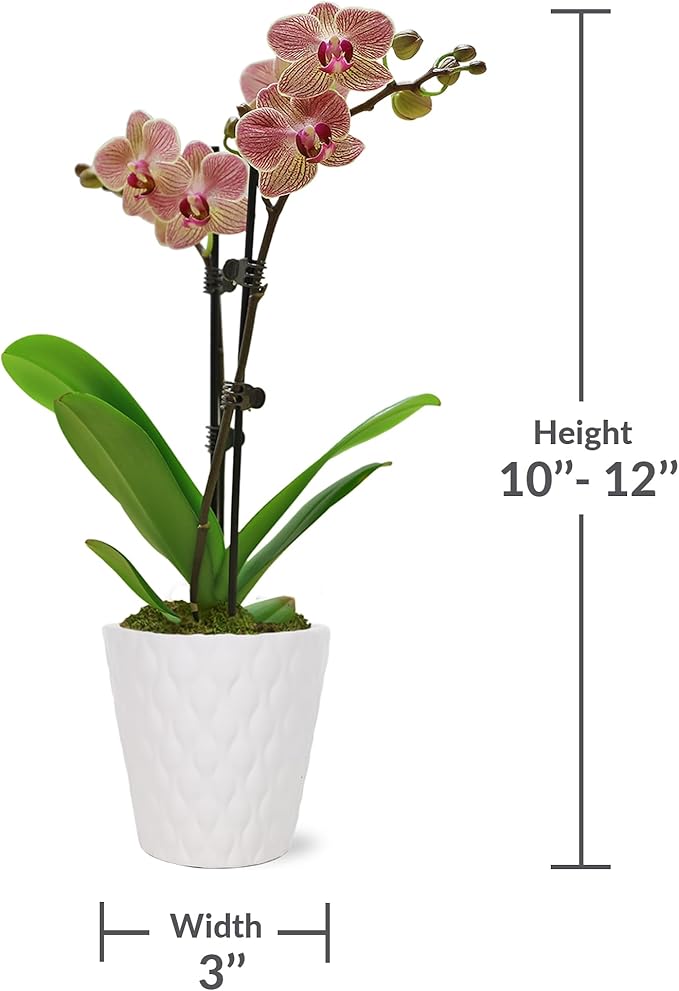 Green Circle Growers Salmon Orchid in 3" White Pot, Live Indoor Plants, House Plant