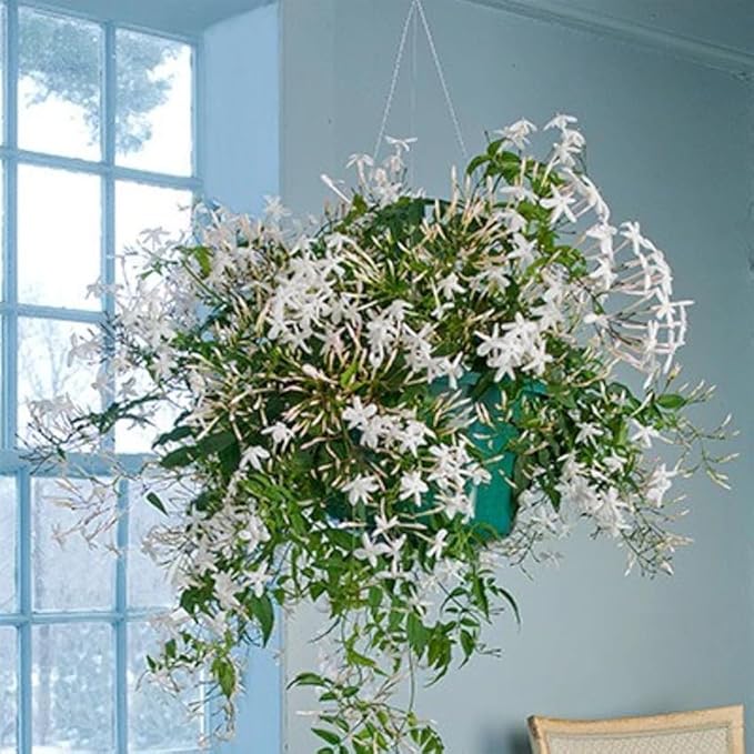 Night Blooming Jasmine Live Plant - Cestrum Nocturnum. Fragrant Flowering Shrub for Garden, Patio or Window (2 ngt.jas sacs)