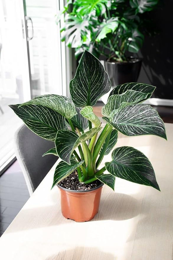 Gardenera Premium Philodendron Soil - Perfect Blend for Thriving Philodendron Plants - 1 Quart