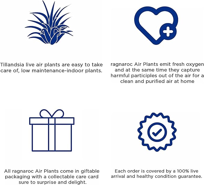 ragnaroc Air Plants - Elsker Gift Box - Large 4" - 5ct - Live Arrival Guaranteed - House Plants for Home Decor & Gift