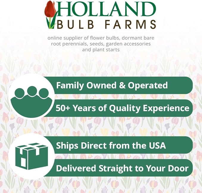 Sweetheart Indoor Potted Bulb Garden - Simply Water and Flowers Open in 3-6 Weeks - Grows Well in Containers - Gift Ready Flower Bulbs