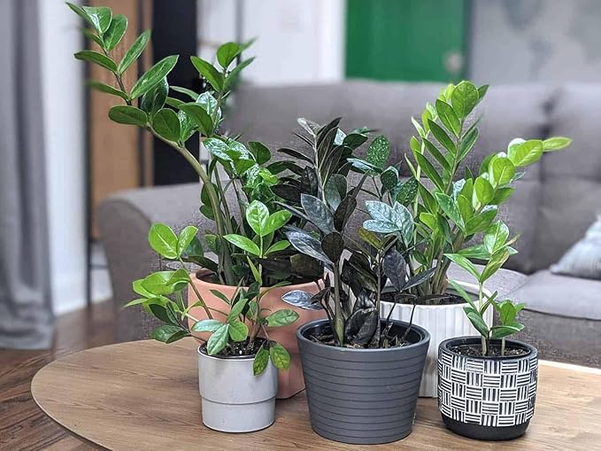 Gardenera Premium ZZ Plant Expert-Grade Soil - Fast-Draining Formula Ensuring Long-Lasting Plant Vitality - 10 QUARTS