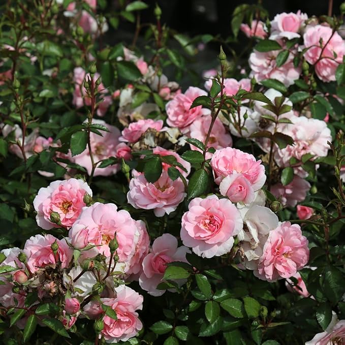 Heirloom Roses Rose Plant - Bonica® Pink Rose Bush, Landscape Live Plant for Planting Outdoors