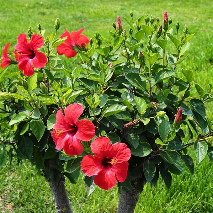 Red Hibiscus. rosa-sinensis. Live Plant - Tropical Blooming Hibiscus, Pretty Flowers, Used in Tea and Juice (2 red Hibiscus sacs)