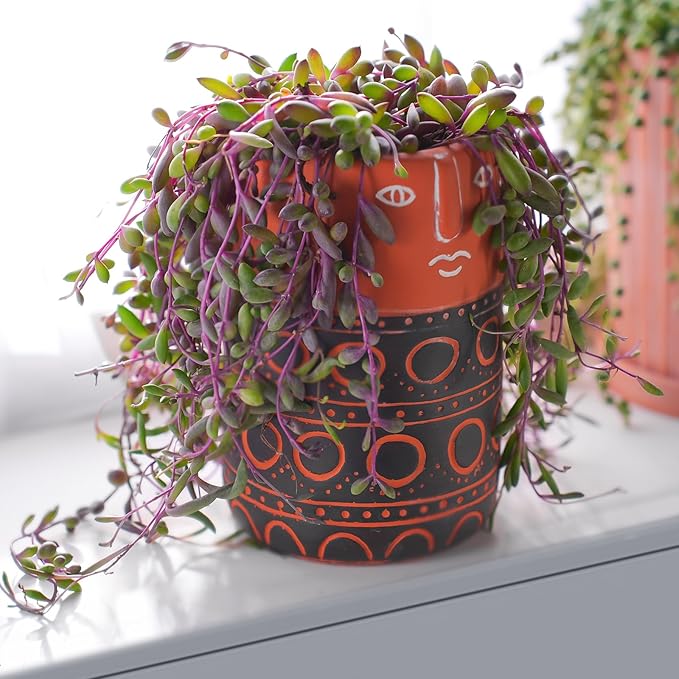 4" Ruby Necklace with White Stripe Pot, Live Othonna capensis L.H.Bailey Succulent, Purple Hanging Trailing House Plant for Home Office Wedding Decoration DIY Project Party Favor
