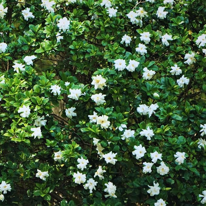 2 Jasmine Plants Live, Jasmine Flower Plant, 5 Inc Long, Annual Blooming Climbing Vine (Frost Proof)