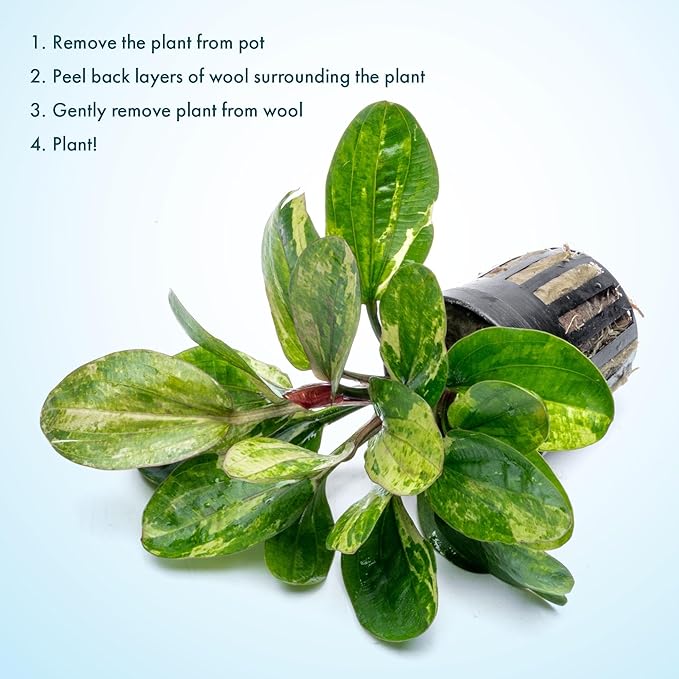 SubstrateSource Live Plants - Echinodorus ‘Hadi Red Pearl Variegated’ (Echinodorus sp.) - Low to Medium Light, Red Green Accent, Midground, Freshwater Aquatic Plant - Pot