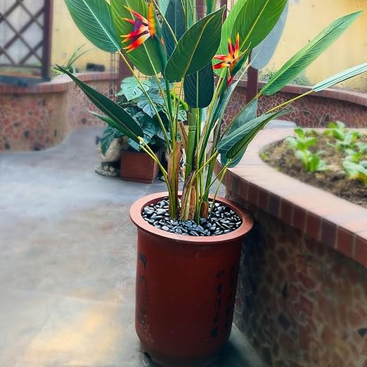 5LB Succulent and Cactus Black Pebbles, 3/8 Inch Natural Decorative Polished Stones, River Rocks for Indoor Plants, Vases, Planters and Outdoor Gardening