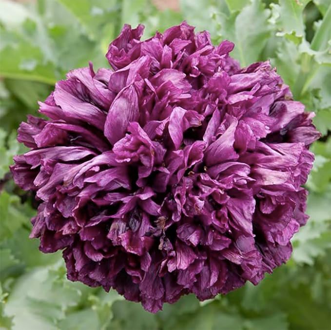 Black Beauty Poppy Seeds - Tall Dark Purple Poppy - Mixture of Doubles and Single Blooms - Approximately 300 Seeds