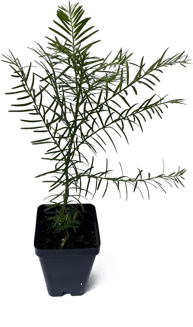 1 Coastal Redwood Tree – Live Plant – Sequoia sempervirens – Thriving in 3” Deep Nursery Cube – 5-8” Tall, Fast-Growing & Majestic Evergreen