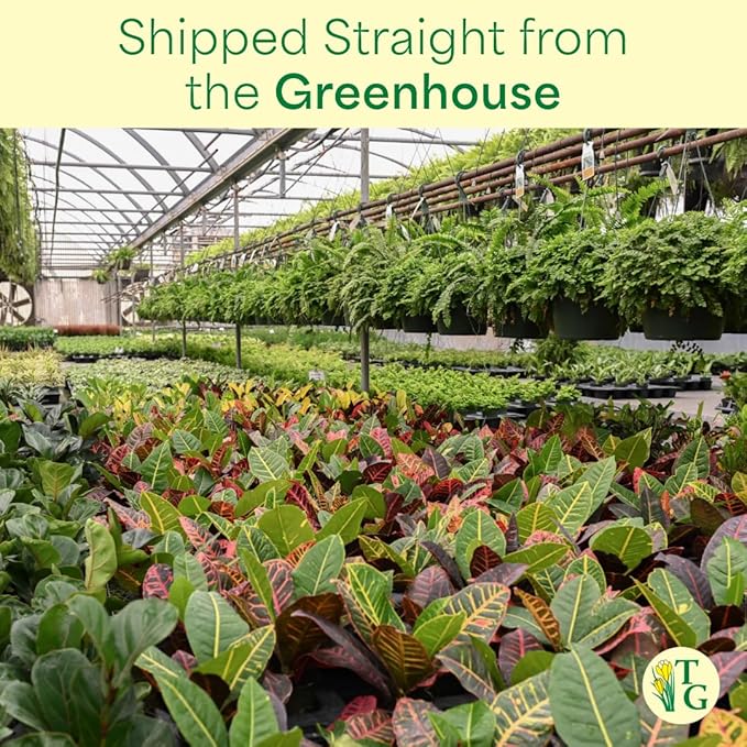 Thorsen's Greenhouse Live Petra Croton Plant, Codiaeum Variegatum, Colorful Foliage, Live Indoor Houselant (Natural, 4-inch Pot)