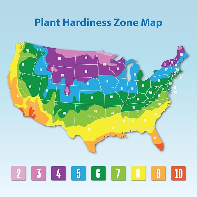 Altman Plants White Chrysanthemum Plant in 1 Gal Grower Pot, Garden Mum, Flowering Plants Outdoor Plants Live Mums, Real Outdoor Plants, Patio or Porch Flowers for Fall, Easy Care