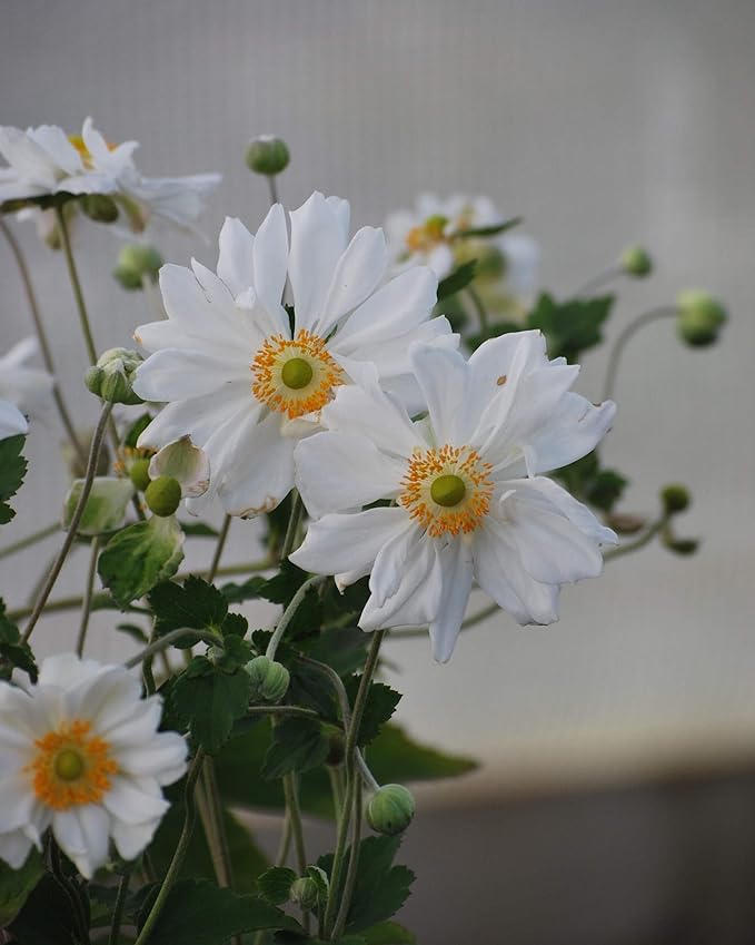 Perennial Farm Anemone x Hybrida 'Whirlwind' – Live Windflower in #1 Container, Semi-Double White Blooms, Long Blooming, Deer Resistant, Great for Borders, Shade Gardens & Pollinator Habitats