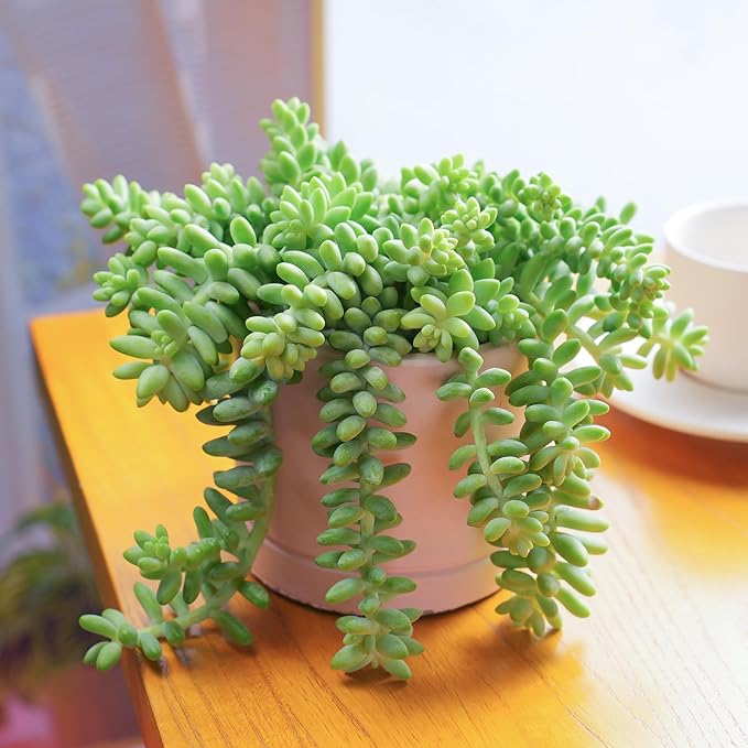 Donkey's Tail with 4" White Stripe Pot, Live Sedum Morganianum-Burro's Tail Succulent with Soil Mix, Rare House Plant for Home Office Wedding Indoor Outdoor Decoration, DIY Projects, Party Favor