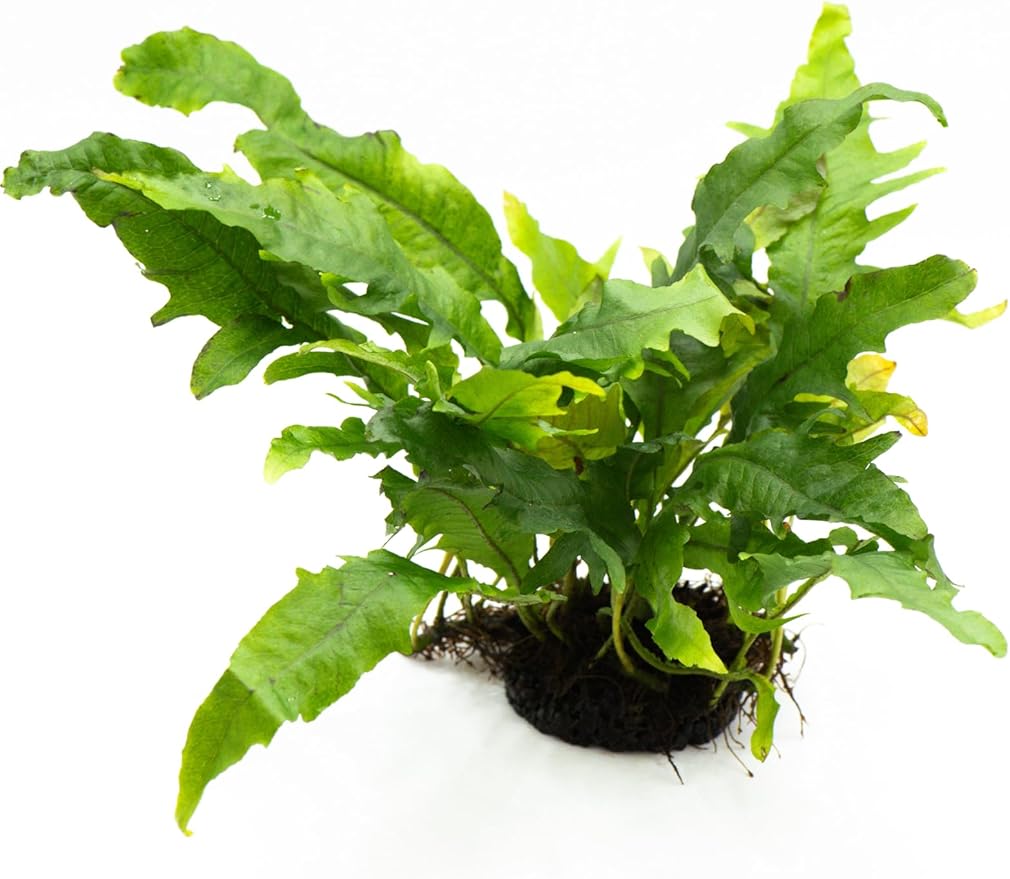 Java Fern Live Aquarium Plants – Windelov, Narrow Leaf & More– Easy Aquascaping Plants for Freshwater Tanks, Low Light, No CO₂ (Java Fern Lionfish on Nutripad)