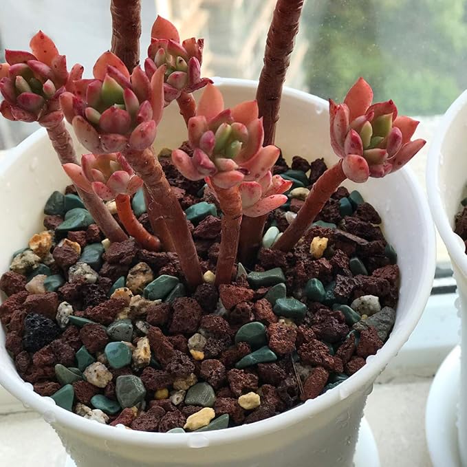 TOYPOPOR Mix Horticultural Lava Rock Pebbles Pumice Potting Soil Amendment Succulent Cactus Bonsai Gritty Rock Decorative Gravel Plant Drainage Volcanic for Terrarium Fairy Gardening Top Dressing 6lb