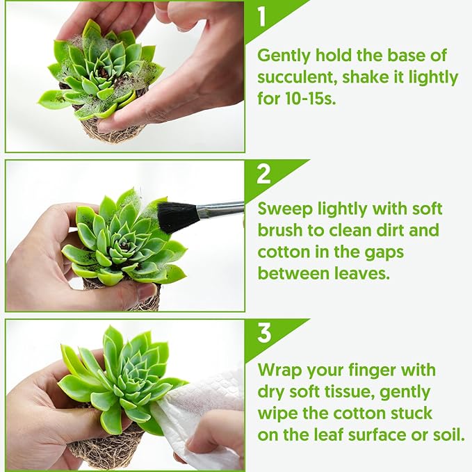 Cotyledon Orbiculata cv. Long Leaf Variegated Succulent with Vintage Metal Pot, Rare Live Succulent Plant, Home Office Indoor Outdoor Wedding Decoration DIY Projects Party Favor