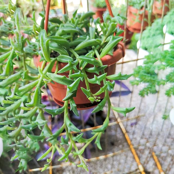 String of Dolphins with White Stripe 4" Pot, Live Succulent Plant Fully Rooted in Pots with Soil, Rare House Plant for Home Office Wedding Decoration DIY Projects Party